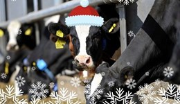 Festive farm quiz